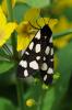 87018 – Photo : C.gager – France (49)