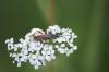 87143 – Photo : Adrien Broni – France (02)
