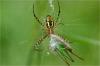 87684 – Photo : Jacques-Alexis Real – Martinique