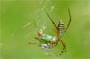 87685 – Photo : Jacques-Alexis Real – Martinique