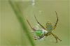 87686 – Photo : Jacques-Alexis Real – Martinique