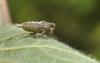 87233 – Photo : René Savary – France (75)