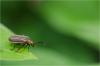 87849 – Photo : Jacques-Alexis Real – Martinique
