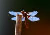 87203 – Photo : Jean-Claude Jamoulle – France (06)
