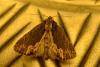 87210 – Photo : Fabricius – France (13)