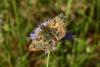 87328 – Photo : Fabricius – France (83)