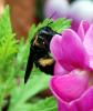 87456 – Photo : Patrick Decreus – France (93)