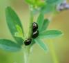 87704 – Photo : Patrick Decreus – France (93)