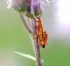 87764 – Photo : Patrick Decreus – France (93)