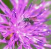 87805 – Photo : Patrick Decreus – France (93)