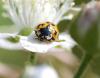 87171 – Photo : Patrick Decreus – France (93)