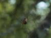 87937 – Photo : Matthieu Gauvain – France (13)