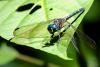 87794 – Photo : Denis Gaschignard – Guyane française
