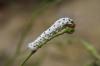 87626 – Photo : Olivier Filippi – France (12)