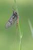 87310 – Photo : Marc Solari – France (68)