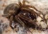 87750 – Photo : Francois Diemert – France (44)