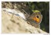 87376 – Photo : Denis Girard – France (74)