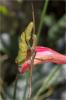 87135 – Photo : Jacques-Alexis Real – Martinique