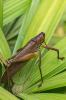 87295 – Photo : Jacques-Alexis Real – Martinique