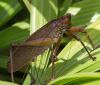 87296 – Photo : Jacques-Alexis Real – Martinique