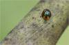 87042 – Photo : Jacques-Alexis Real – Martinique