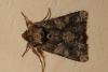 87025 – Photo : Paul Cabrol – France (09)