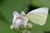 87173 – Photo : Frederique Bey – France (54)