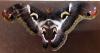 87870 – Photo : Philippe Marquet – Gabon