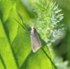 87557 – Photo : Bejac – France (63)