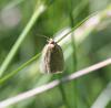 87559 – Photo : Bejac – France (63)