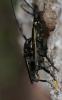 87621 – Photo : Corinne Petitcolin – France (25)