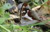 87677 – Photo : Dominique THAUVIN – France (45)