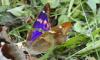 87683 – Photo : Dominique THAUVIN – France (45)