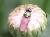 87690 – Photo : Druet Nicole – Belgique