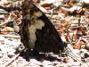 87191 – Photo : Crevette76 – France (48)