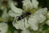 87125 – Photo : Michel Ehrhardt – France (68)