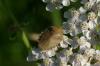 87501 – Photo : Michel Ehrhardt – France (68)