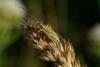 87229 – Photo : Michel Ehrhardt – France (68)