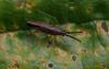 87440 – Photo : Michel Ehrhardt – France (68)