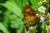 87643 – Photo : Bernard DELEFOSSE – France (04)
