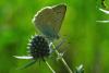 87613 – Photo : Bernard DELEFOSSE – France (04)