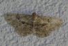 Peribatodes rhomboidaria