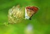 87853 – Photo : Bernard DELEFOSSE – France (84)