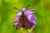 87896 – Photo : Bernard DELEFOSSE – France (26)