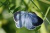 87278 – Photo : Michel Ehrhardt – France (68)