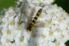 87326 – Photo : Michel Ehrhardt – France (68)