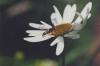 87110 – Photo : Sabatino Ugo – Belgique
