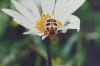 87113 – Photo : Sabatino Ugo – Belgique