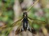 87612 – Photo : Jean-Pierre Carreras – France (65)