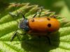 87177 – Photo : Pascal Pertuzon – France (42)